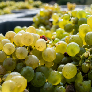 Sauvignon château de sancerre